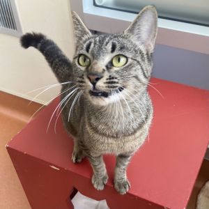 My name is Valentina I am an 11 month old spayed female Domestic Shorthair cat Im a petit purr