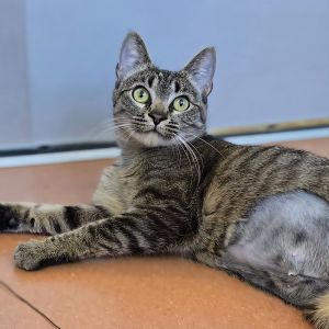 My name is Valentina I am an 11 month old spayed female Domestic Shorthair cat Im a petit purr