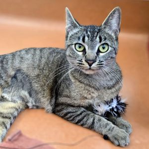 My name is Valentina I am an 11 month old spayed female Domestic Shorthair cat Im a petit purr