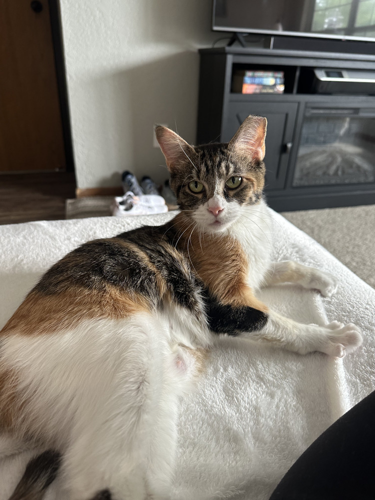 Millie (25-097 C)