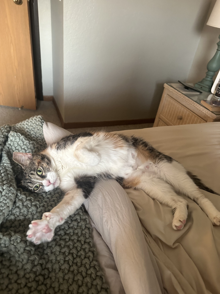 Millie (25-097 C)