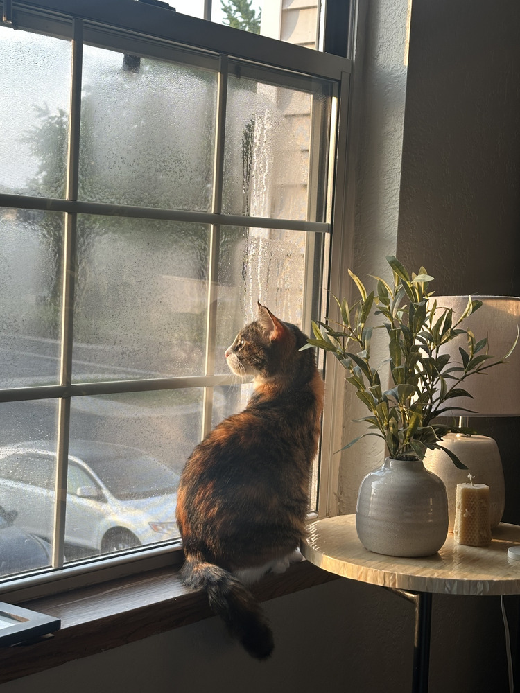 Millie (25-097 C)