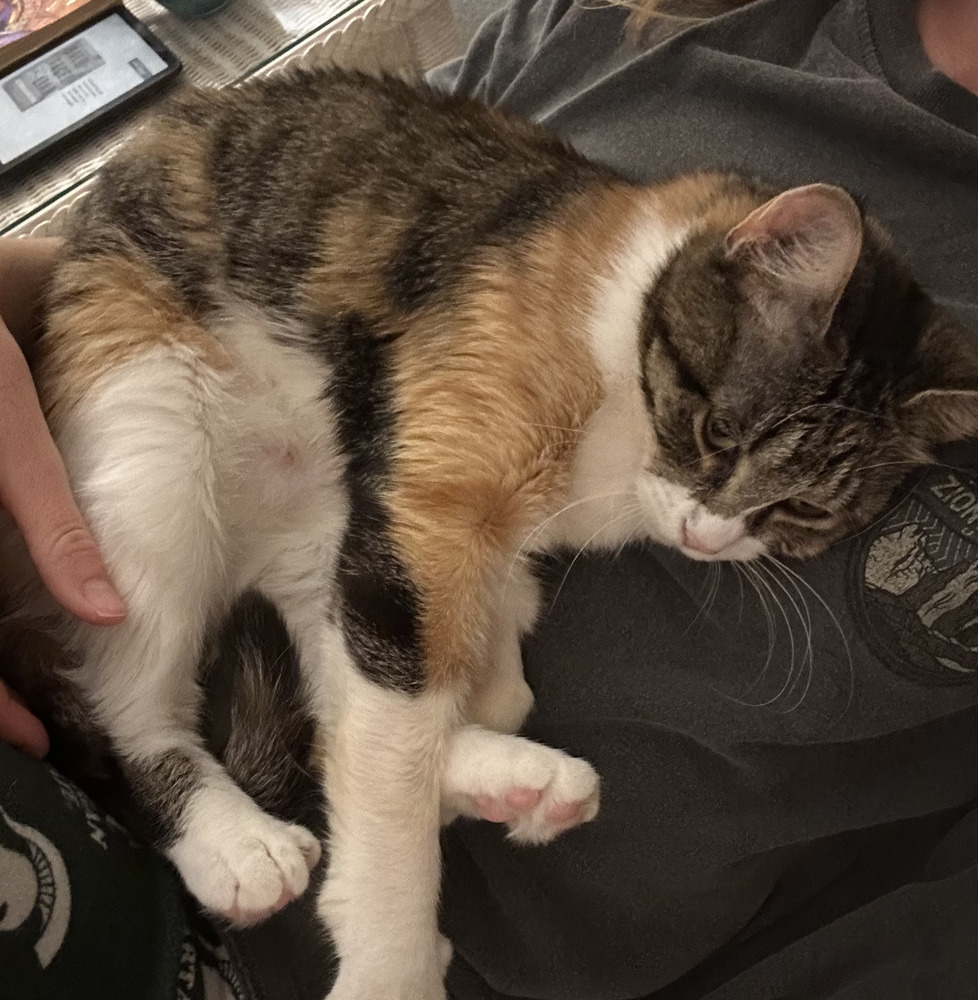Millie (25-097 C)