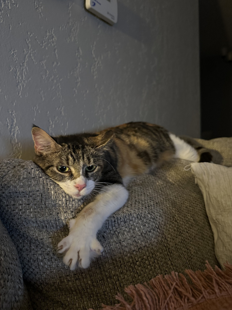 Millie (25-097 C)