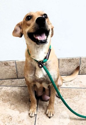 Nicole Yellow Labrador Retriever Dog