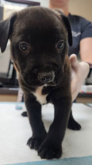 Gumball Labrador Retriever Dog
