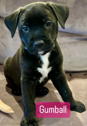 Say hello to Gumball - the chunkiest spunkiest most delightfully mischievous little pup in his lit