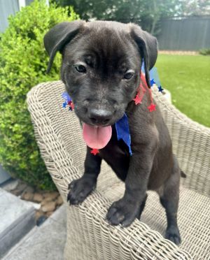 Say hello to Gumball - the chunkiest spunkiest most delightfully mischievous little pup in his lit