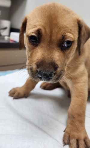 Darwin Labrador Retriever Dog