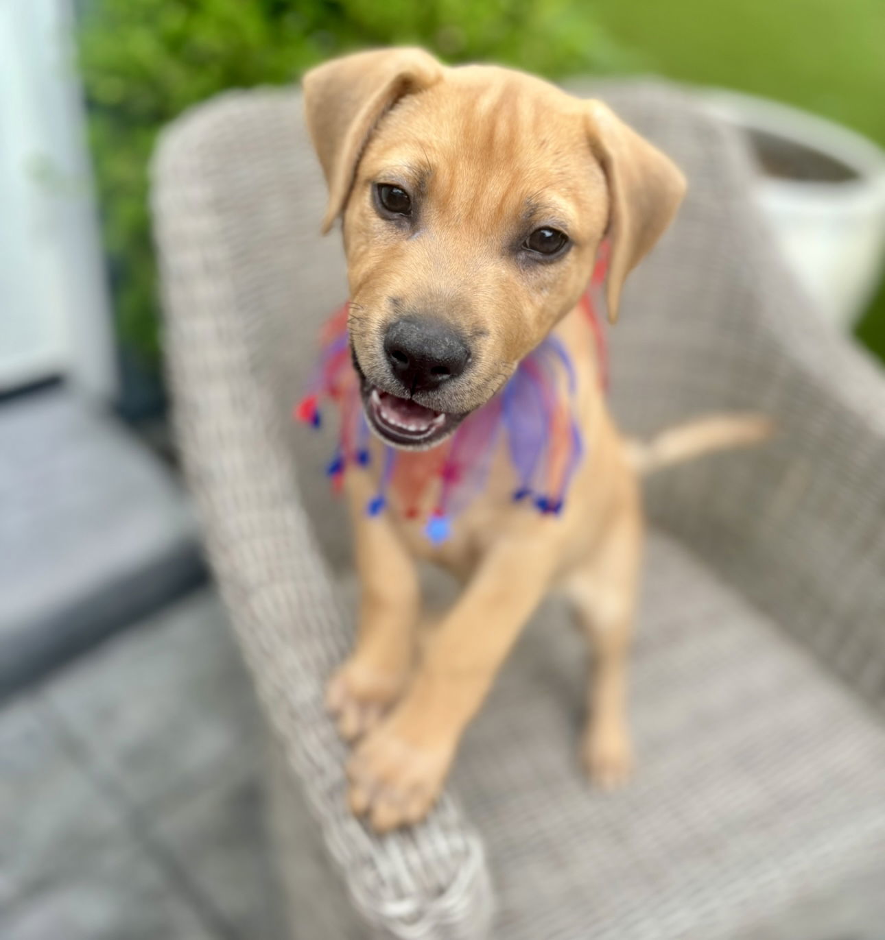 Darwin