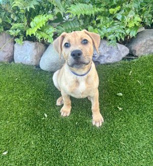 If ever a pup could melt your heart with just one look its Darwin With his warm brown fur big