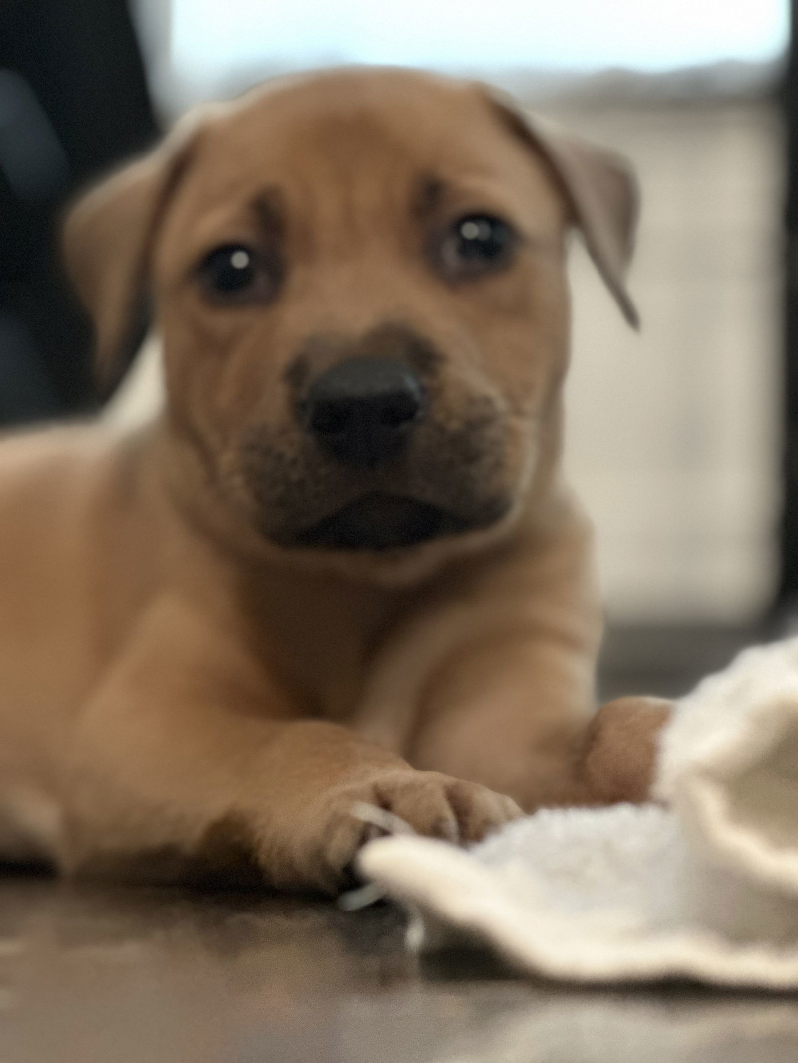 Darwin