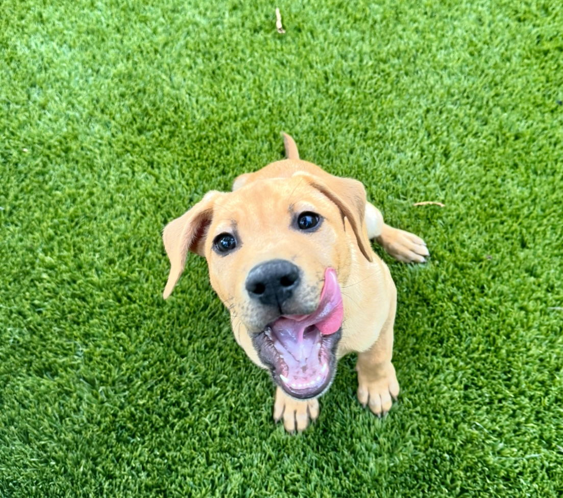 Darwin