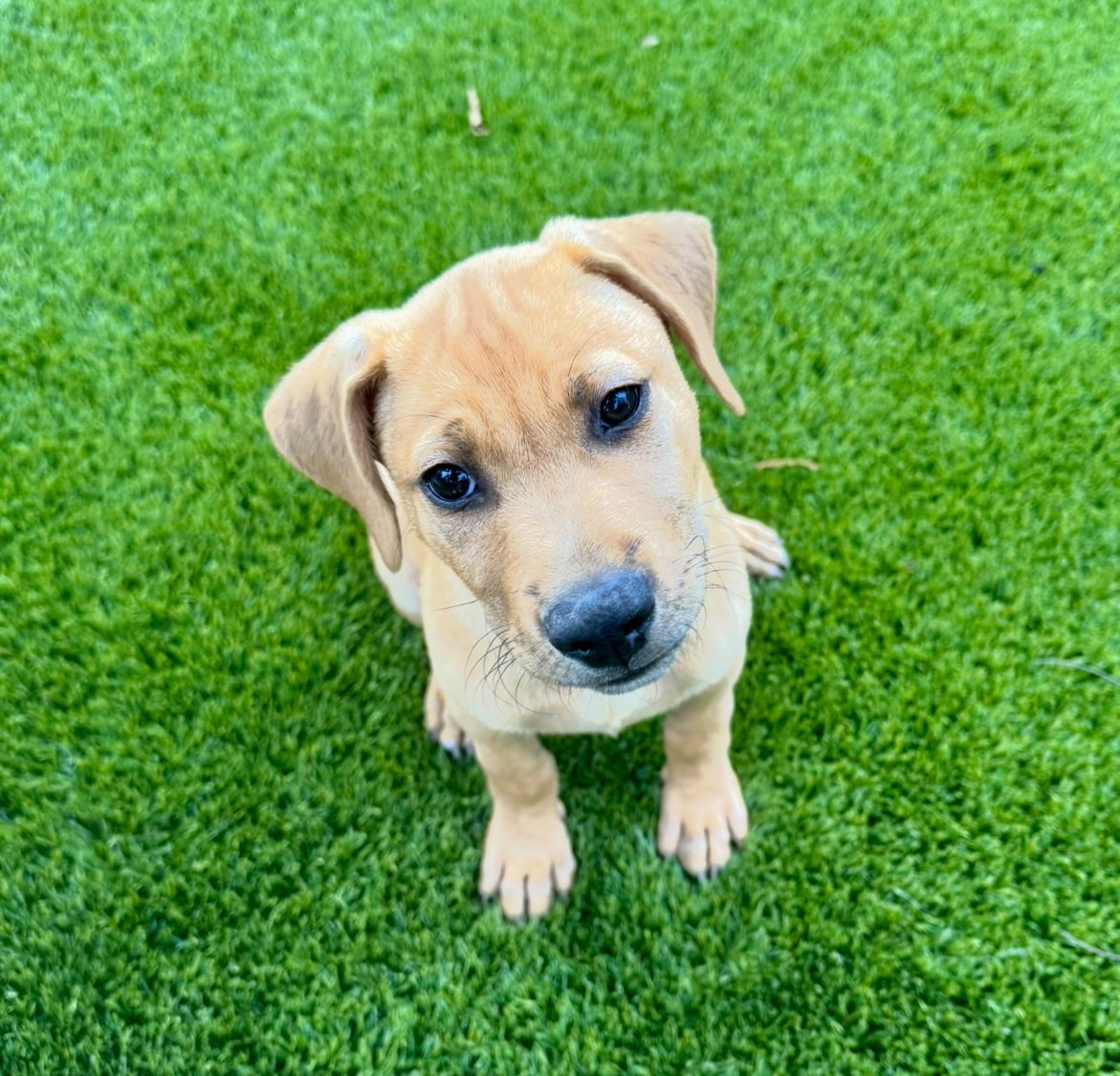 Darwin
