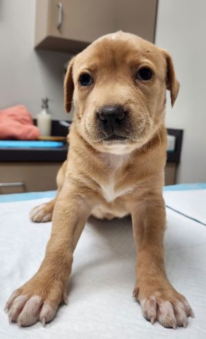 Anais Yellow Labrador Retriever Dog
