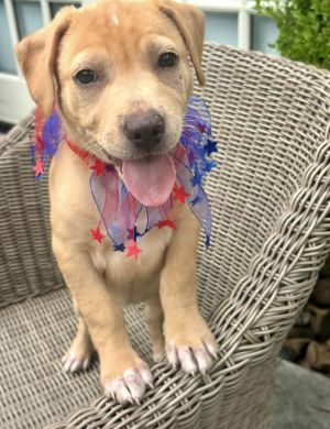 Say hello to Anais-the only girl in a litter full of rowdy brothers and trust us she holds her own