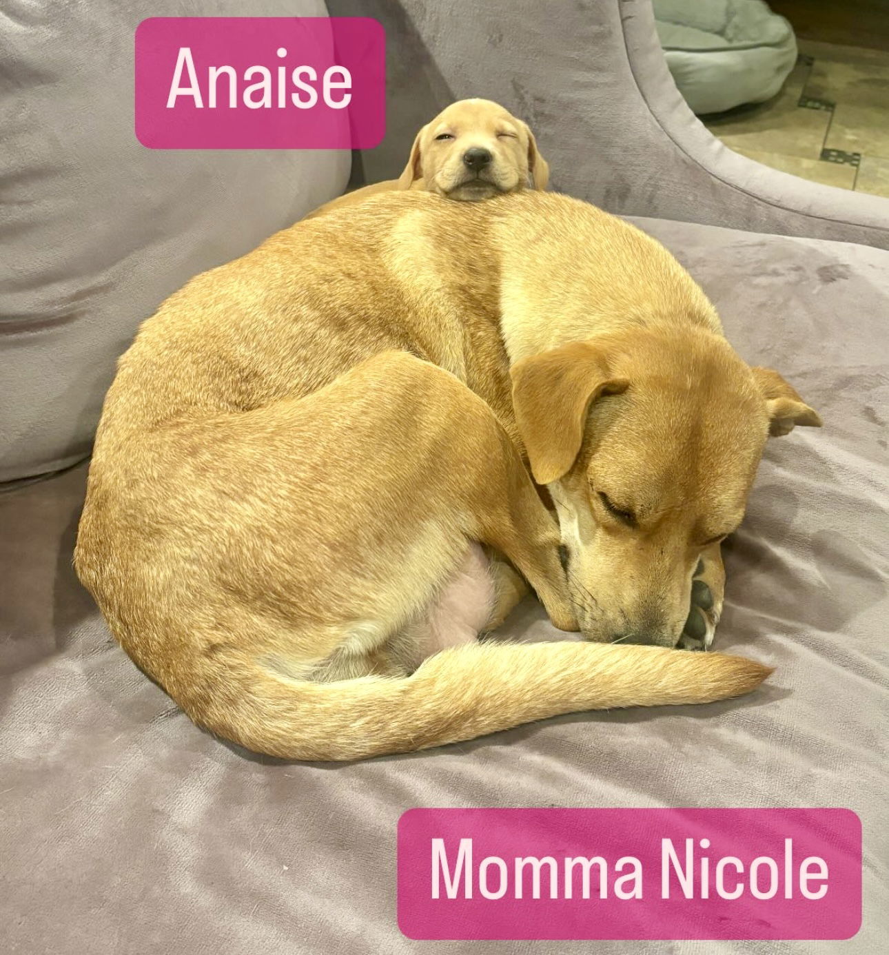 Anais