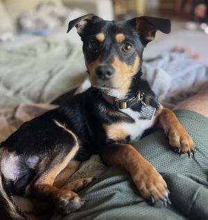 Snoop Dachshund Dog
