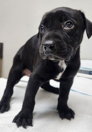 Richard Labrador Retriever Dog