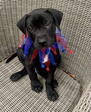 Dont let his size fool you-Richard may not be the biggest in the litter but his heart is absolutel