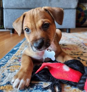 Animal Profile Kel is an estimated 8 week old male Chihuaha mixed puppy joining us from Texas on M