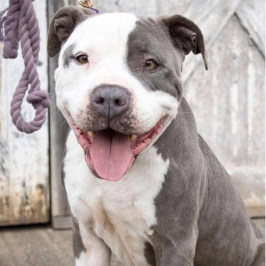 Blaze: At the shelter