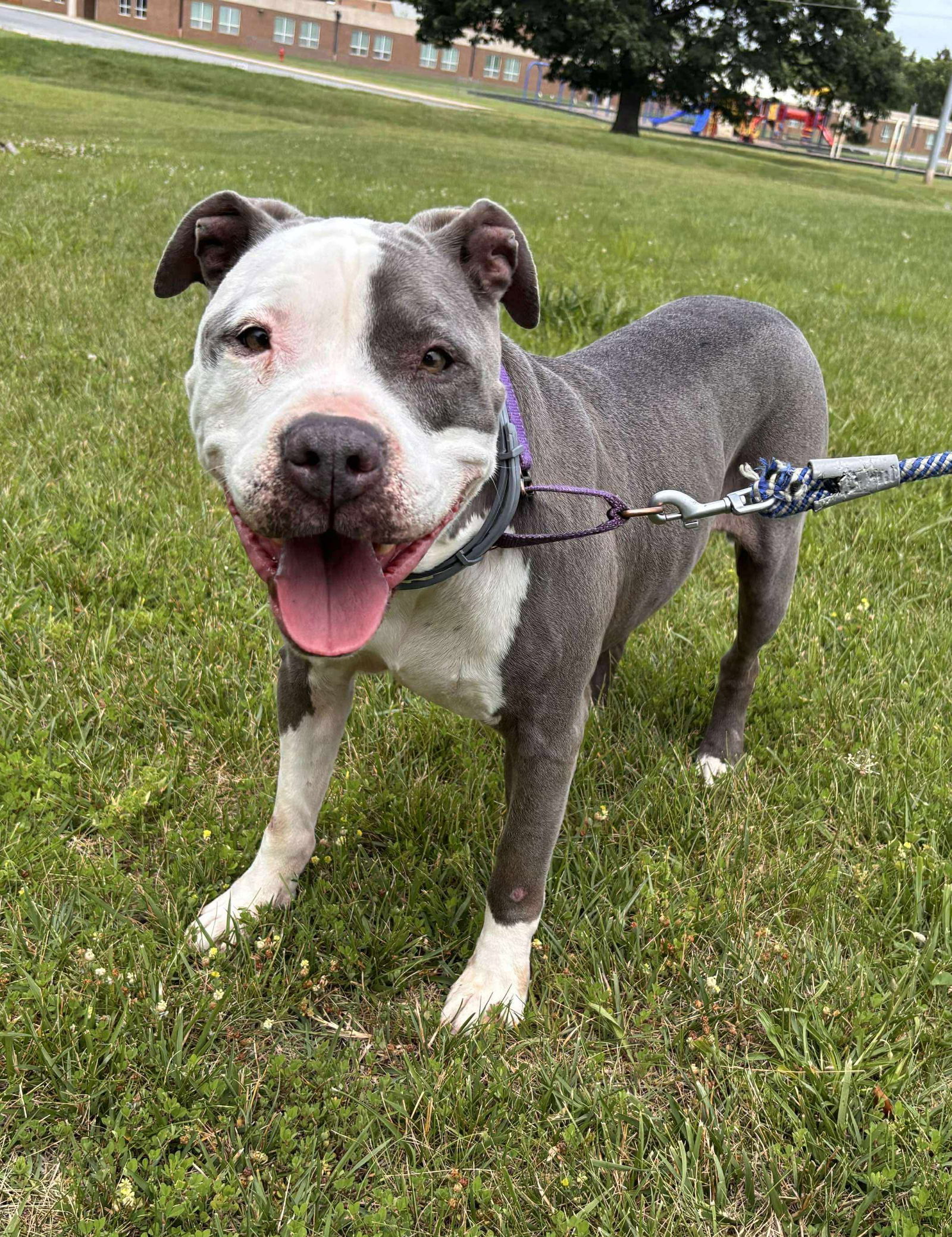 Blaze: At the shelter