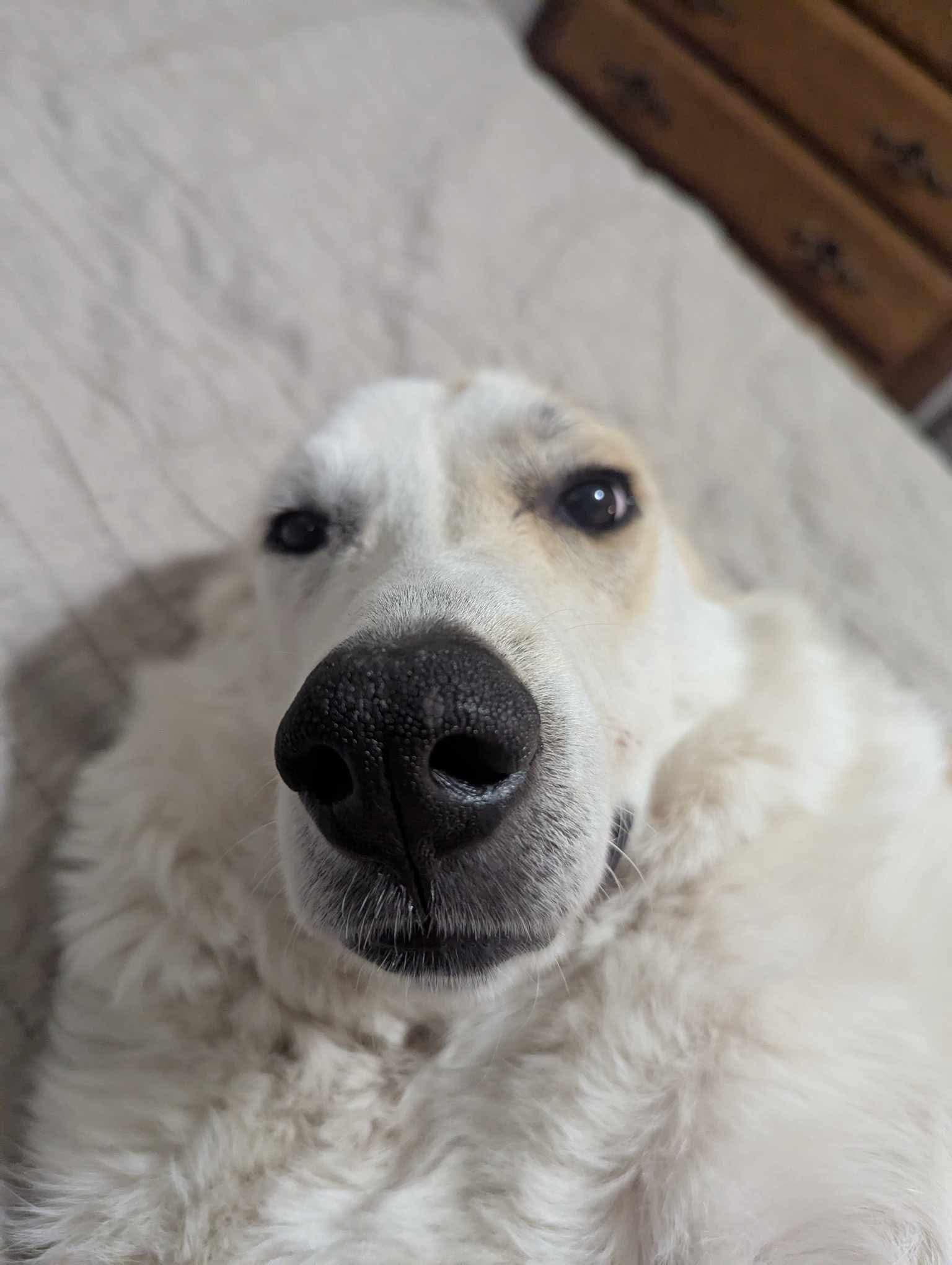 Perdita, an adoptable Great Pyrenees in Bountiful, UT, 84010 | Photo Image 2