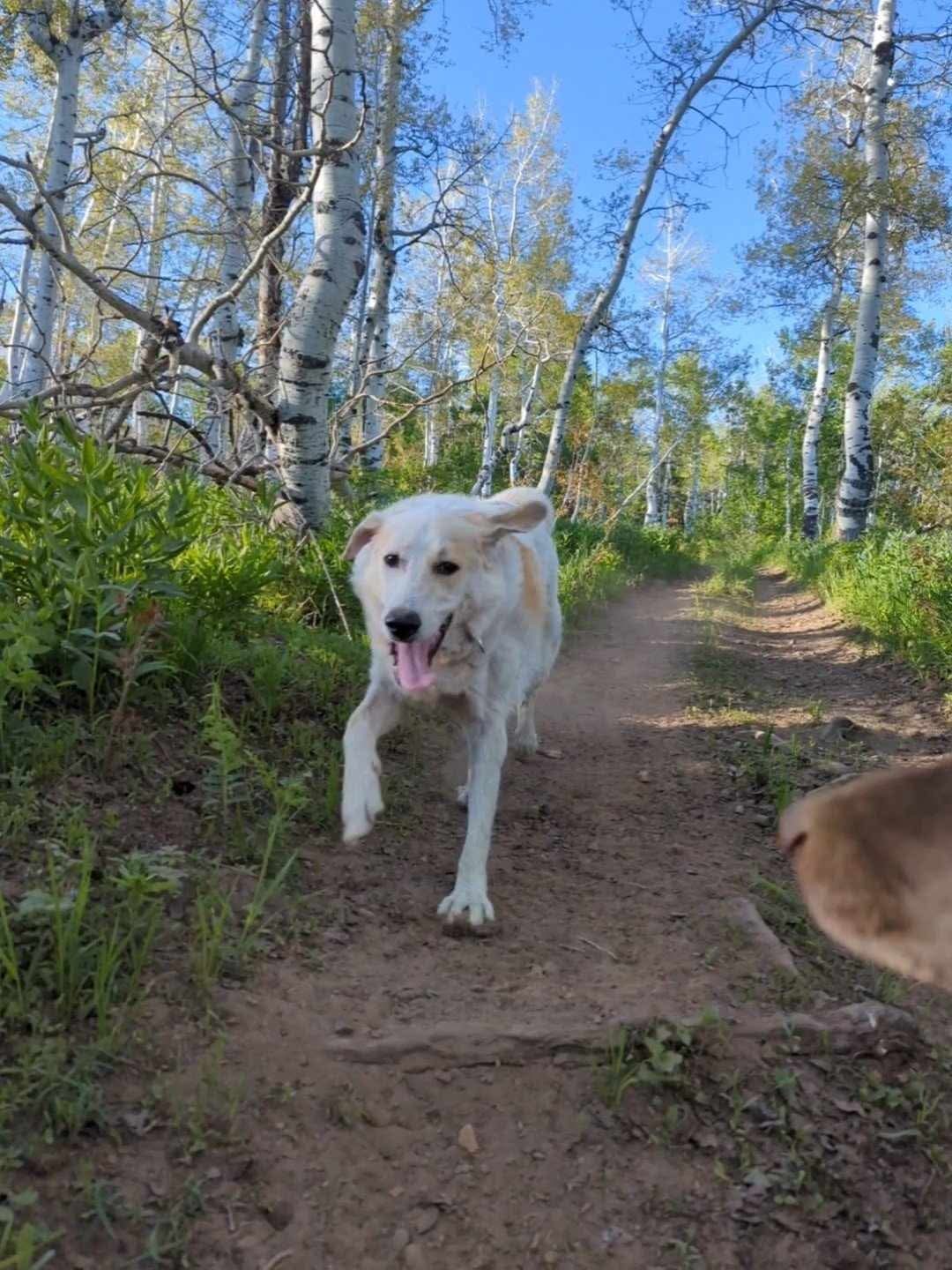Perdita, an adoptable Great Pyrenees in Bountiful, UT, 84010 | Photo Image 3