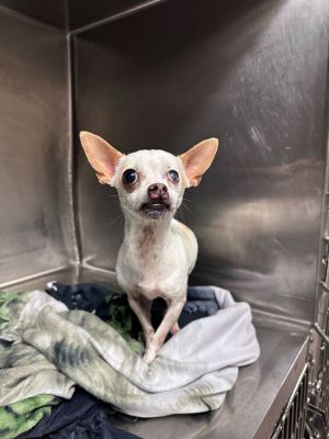Name Darling Age 6 Years Breed Chihuahua Gender Female Meet Darling Darling is a 6-year-old Chi