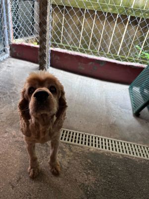 Name Beau Age 10 Years Breed Cocker Spaniel Gender Male Meet Beau Beau is a 10-year-old Cocker 