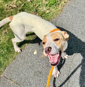 Name Skye Age 13 Weeks Born December 2024 Breed Lab Mix Gender Female Meet Skye Skye is an ad