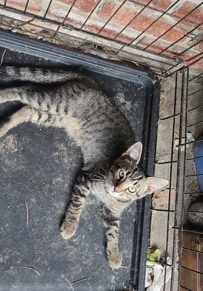 Kodiak FKA Tilted Kilt brown