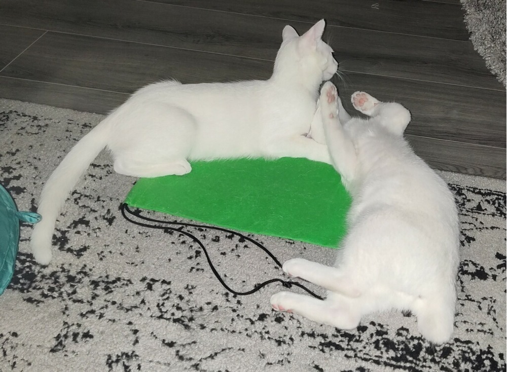 Alaska FKA Tilted Kilt