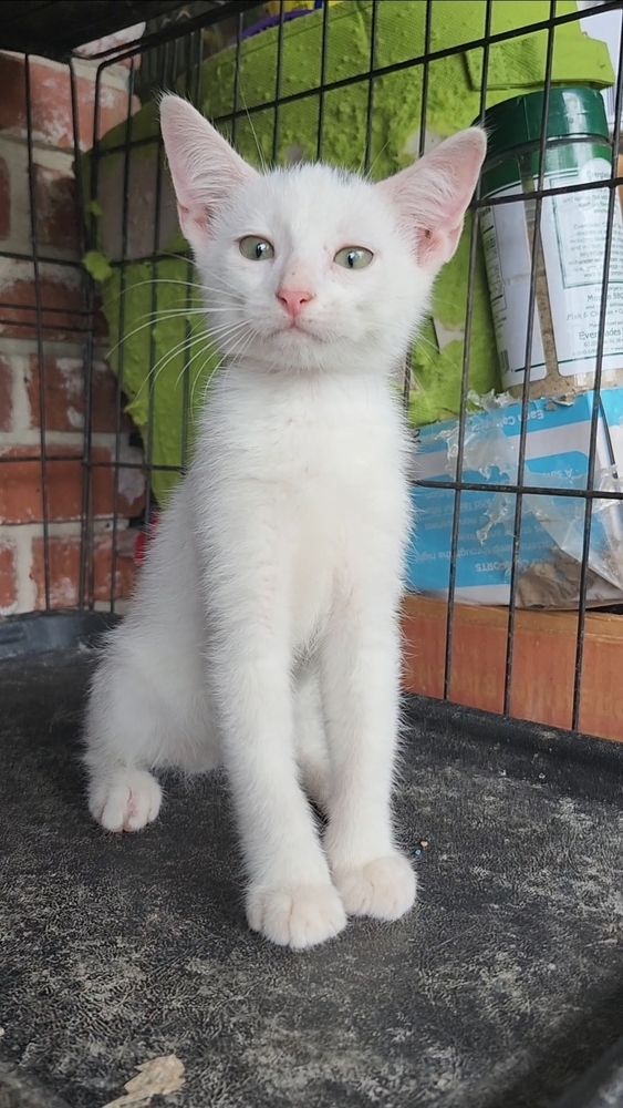 Alaska FKA Tilted Kilt