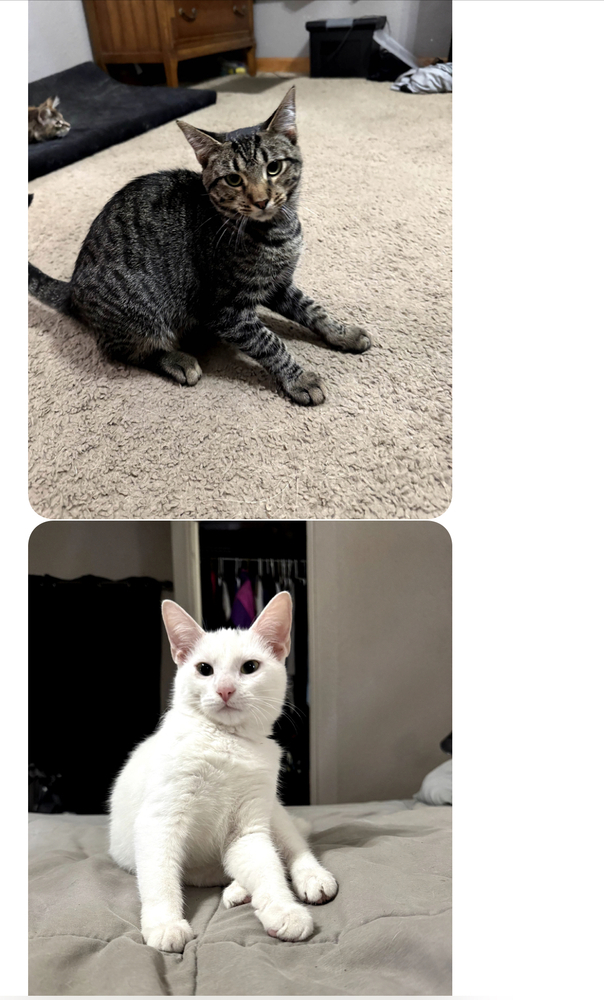 Alaska FKA Tilted Kilt