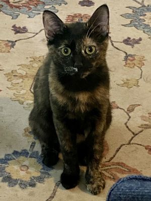 Audacity, Baby Female Domestic Short Hair