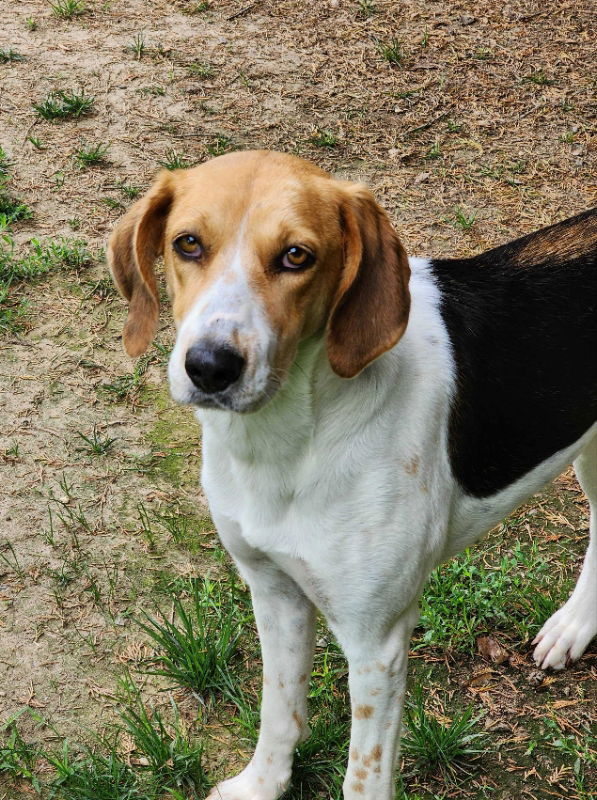 Sweetbriar *Adopt*
