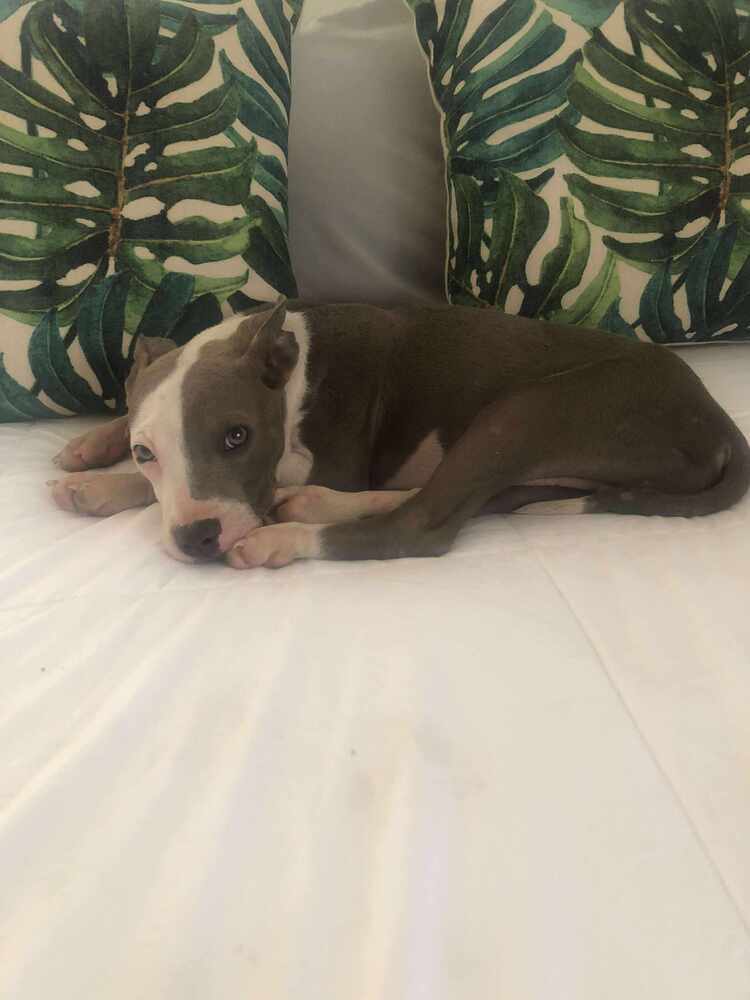Jasper