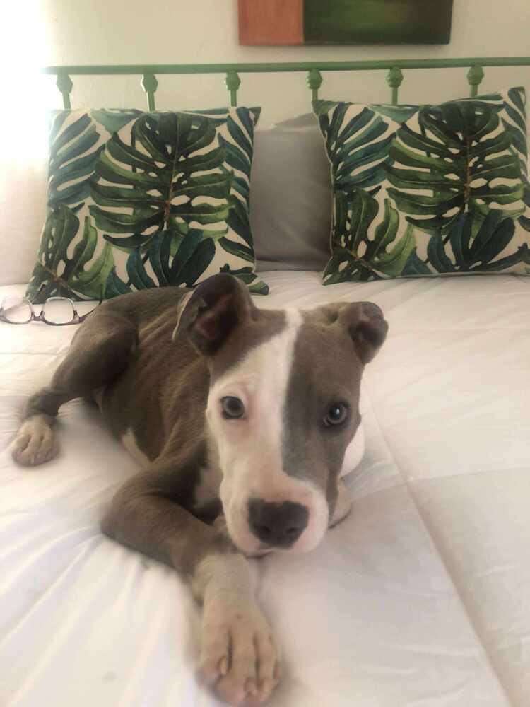 Jasper