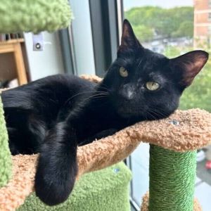 San Diego, Adult Female Domestic Short Hair