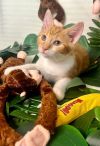 Monkey photo 1