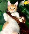 Monkey photo 2