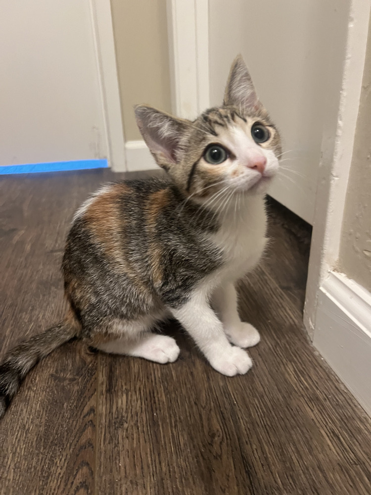 Bella