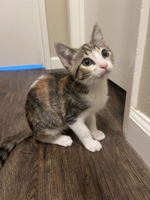 Bella, Baby Female unknown