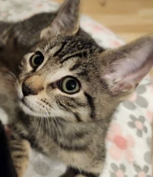 Winny, Adult Female unknown