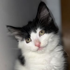 Dobby, Baby Female Domestic Medium Hair