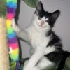Dobby photo 2