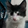 Dobby photo 3