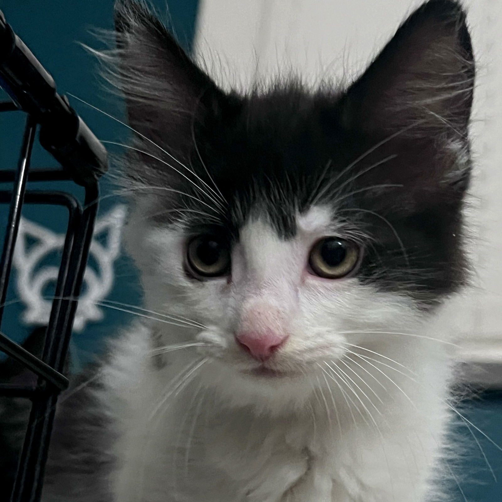 Dobby